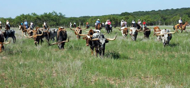 Texas Longhorn Cattle Drive