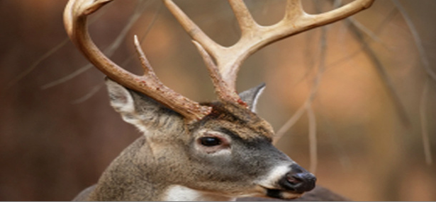Native Game — Buck Deer