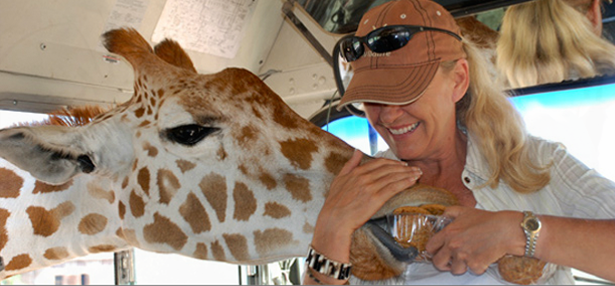 Wildlife Tours — Giraffe Experience