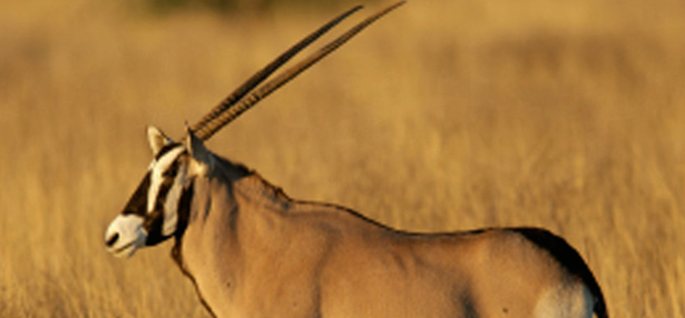 Opportunities — Oryx in Savanna