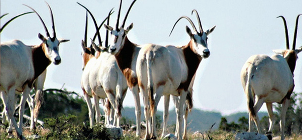 Exotic Game — Oryx Herd