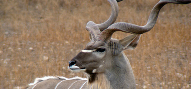 Exotic Hunting — Kudu